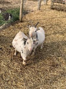 2-4 yr old miniature goat does - Photo 3