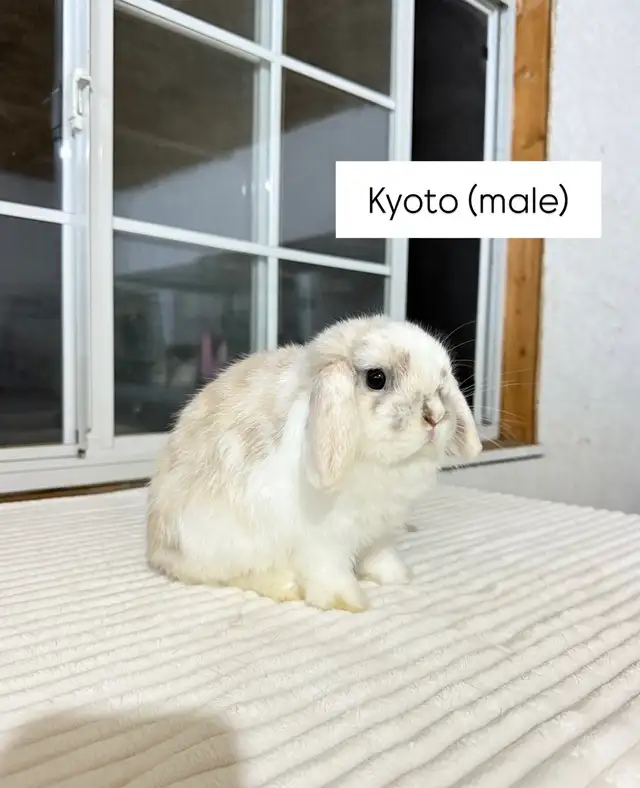 Sweetest Holland Lop baby bunny