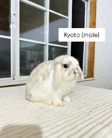 Sweetest Holland Lop baby bunny