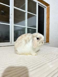Sweetest Holland Lop baby bunny - Photo 2