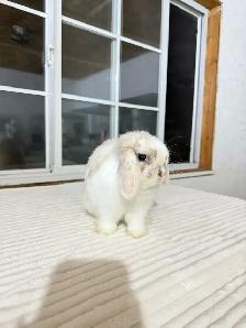 Sweetest Holland Lop baby bunny - Photo 3