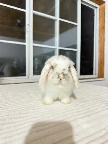 Sweetest Holland Lop baby bunny - Photo 4