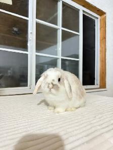 Sweetest Holland Lop baby bunny - Photo 5