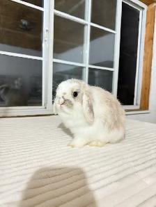 Sweetest Holland Lop baby bunny - Photo 6