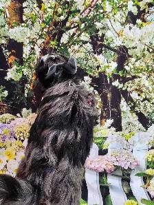 YORKSHIRE TERRIER PUPPY( EXOTIC BLUEBERRY MERLE MALE) - Photo 4