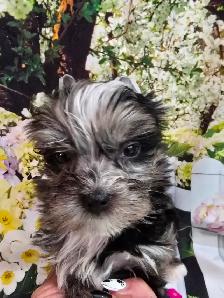 YORKSHIRE TERRIER PUPPY( EXOTIC BLUEBERRY MERLE MALE) - Photo 5