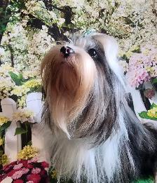 YORKSHIRE TERRIER PUPPY( EXOTIC BLUEBERRY MERLE MALE) - Photo 7