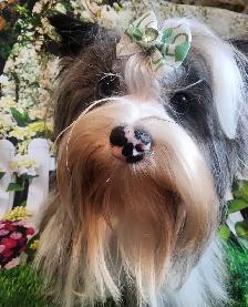 YORKSHIRE TERRIER PUPPY( EXOTIC BLUEBERRY MERLE MALE) - Photo 8