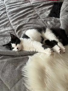 Ragdoll kitten Ready for New Loving home $250 - Photo 3
