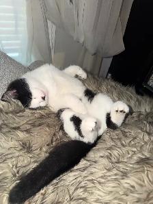 Ragdoll kitten Ready for New Loving home $250 - Photo 4