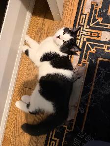 Ragdoll kitten Ready for New Loving home $250 - Photo 5