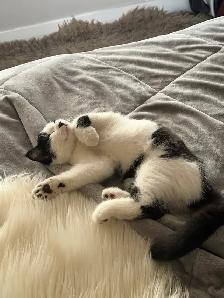 Ragdoll kitten Ready for New Loving home $250 - Photo 6