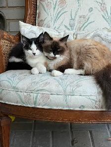 Ragdoll kitten Ready for New Loving home $250 - Photo 8