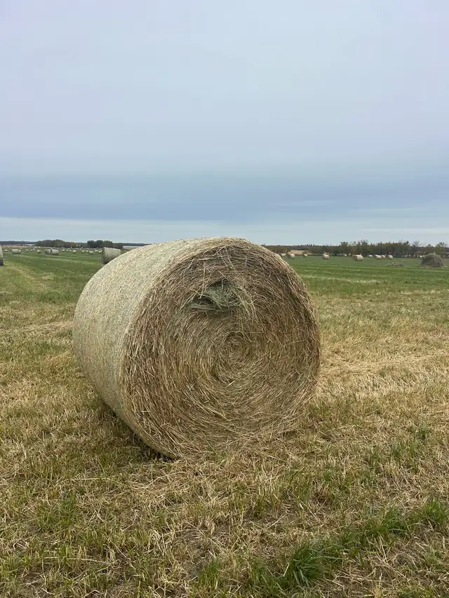 Grass hay bales