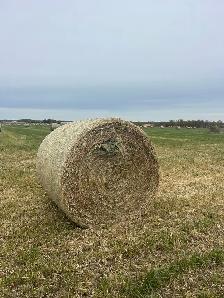 Grass hay bales