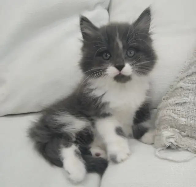 Chaton sibérien hypoallergene