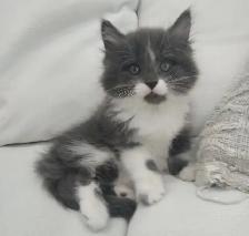 Chaton sibérien hypoallergene