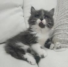 Chaton sibérien hypoallergene - Photo 2