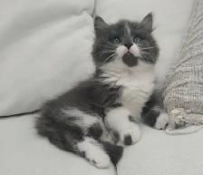 Chaton sibérien hypoallergene - Photo 3