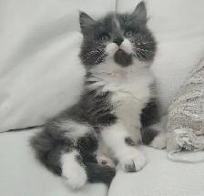 Chaton sibérien hypoallergene - Photo 4
