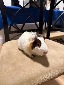 guniepigs for free - Photo 2