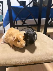 guniepigs for free - Photo 4
