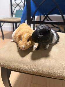 guniepigs for free - Photo 5