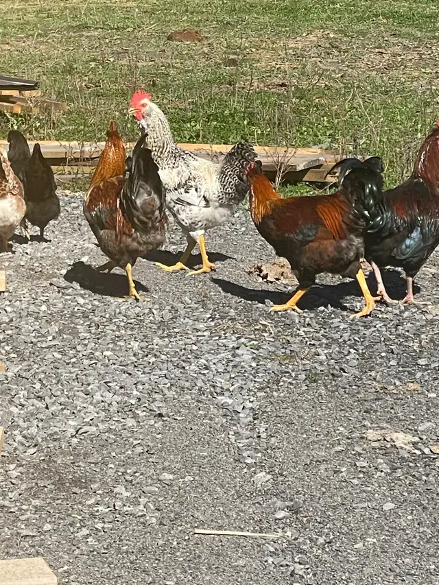 three roosters