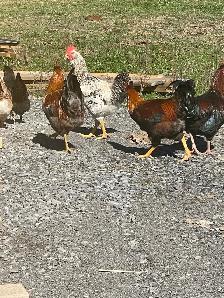 three roosters