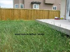 Steel Tree Stake Removal, Old Fence Removal, Weeds - Photo 2