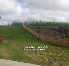 Steel Tree Stake Removal, Old Fence Removal, Weeds - Photo 4