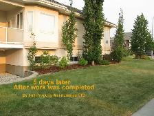 Steel Tree Stake Removal, Old Fence Removal, Weeds - Photo 10