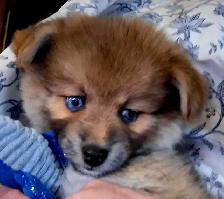 4 Mini/Micro Teddybear Pomskys left