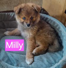 4 Mini/Micro Teddybear Pomskys left - Photo 8