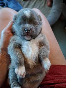 4 Mini/Micro Teddybear Pomskys left - Photo 9
