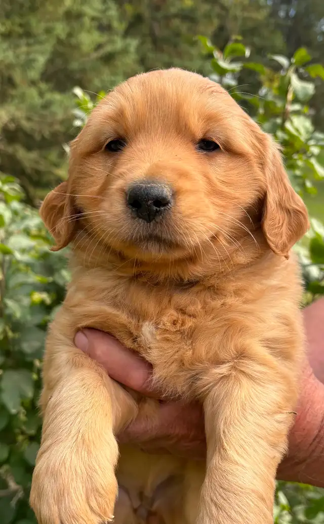 Golden Retriever Puppies