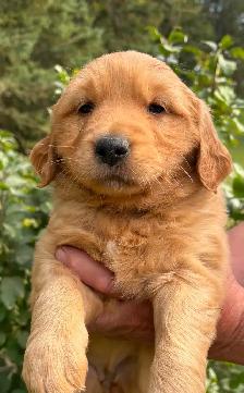 Golden Retriever Puppies