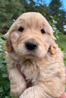 Golden Retriever Puppies - Photo 2