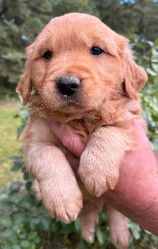 Golden Retriever Puppies - Photo 3