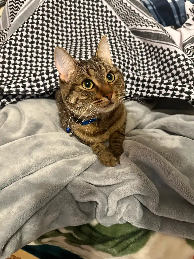 Cats for sale