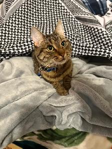 Cats for sale