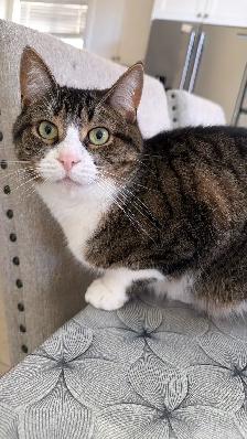 Cats for sale - Photo 2