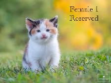 Cute Kittens for Sale! 4 Reservations Available!