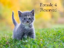 Cute Kittens for Sale! 4 Reservations Available! - Photo 4