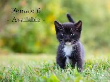 Cute Kittens for Sale! 4 Reservations Available! - Photo 6