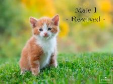 Cute Kittens for Sale! 4 Reservations Available! - Photo 7