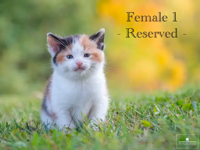 Beautiful Kittens for Sale! 4 Reservations Available!