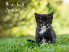 Beautiful Kittens for Sale! 4 Reservations Available! - Photo 5