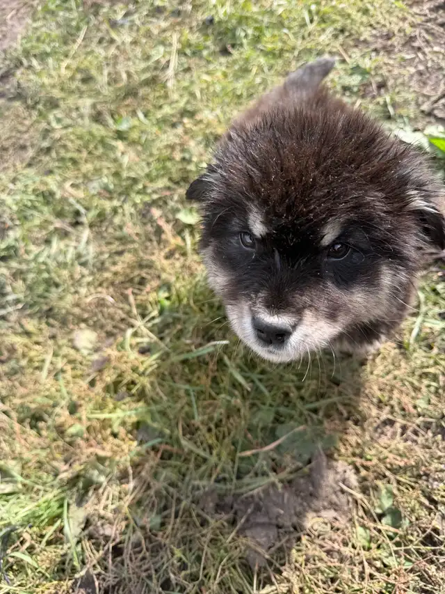 puppies for rehome