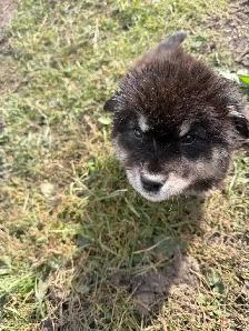 puppies for rehome